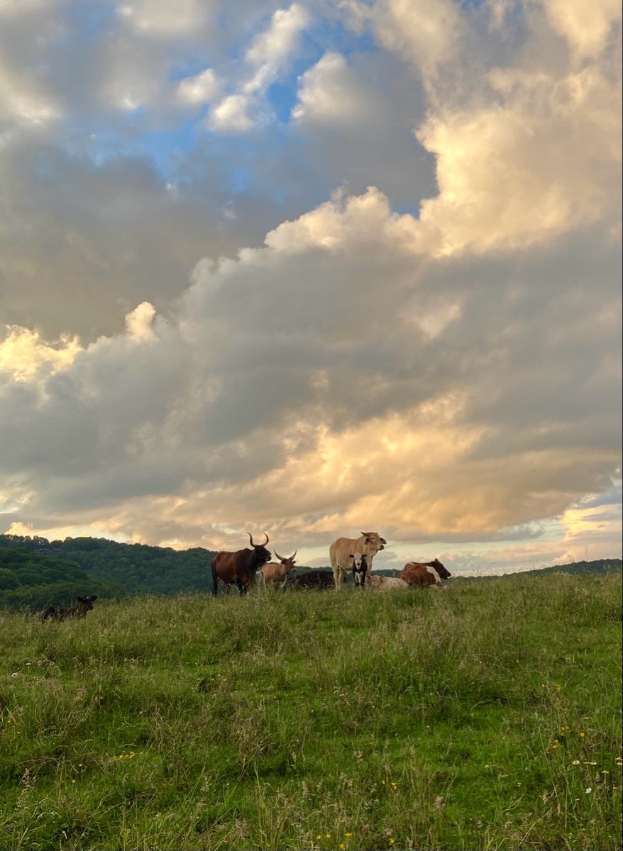 Grass-Fed Colostrum: Why Ethical Sourcing Matters for Your Health