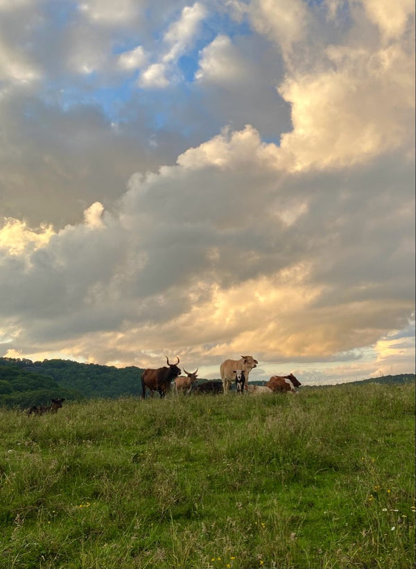 Grass-Fed Colostrum: Why Ethical Sourcing Matters for Your Health